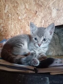Britska whiskas kotatka