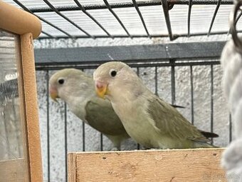 papoušík Agapornis Růžohrdlý - 1