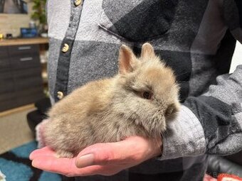 ♥️zakrslý králík samičky teddy gen  již k odběru