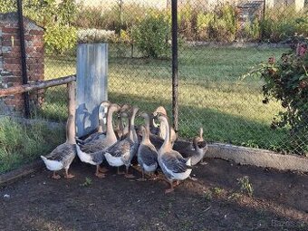 Husy vykrmené prodej