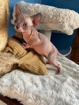 Kanadský sphynx  s průkazem původu