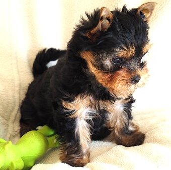 Jorkšírský terier