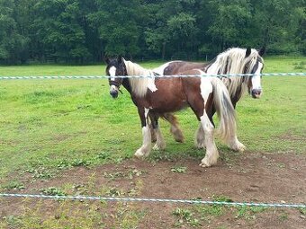 Alisa hledá domov🏡