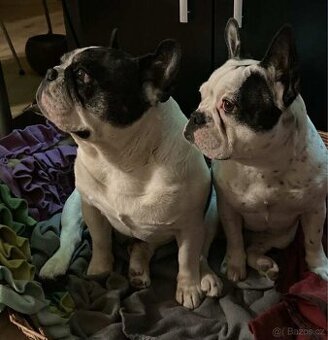 Francouzský buldoček bez PP