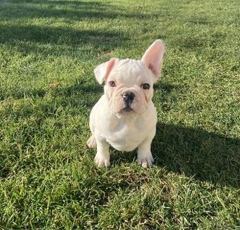 Francouzský buldoček bez PP