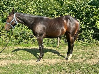 Perspektivní Paint Horse kobylka