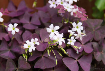 Šťavel purpurový (Oxalis triangularis) 10 ks