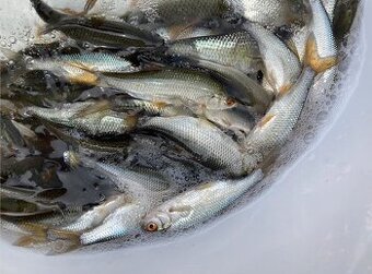 Nastražní rybičky