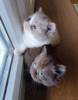 Vánoční britská koťátka