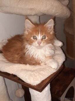 Nabízím  mainská mývalí koťátka bez pp.