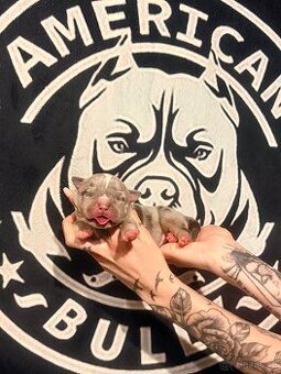 American Bully XL Tricolor