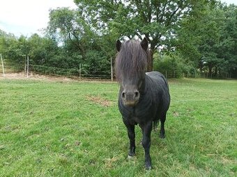 Mini pony