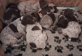 Německý ohař krátkosrstá štěňata