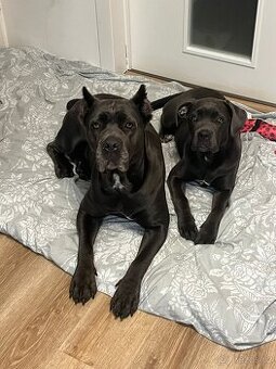 Cane Corso fena s PP