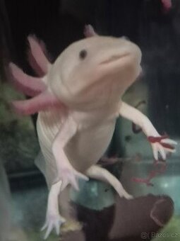 Axolotl DARUJI