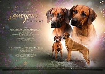 Rhodéský Ridgeback - s PP