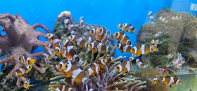 Mořské akvárium - 1
