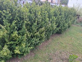 Rostly, zivy plot stalozeleny vysoky. Buxus cca 1,70 m