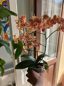 Střední orchidej