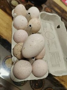 Násadová krůtí vajíčka