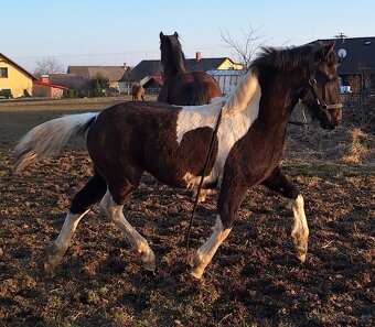 Barock Pinto