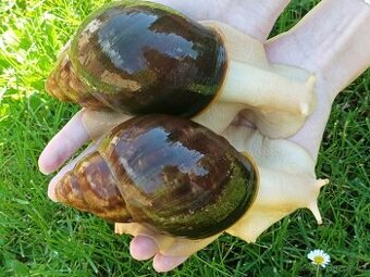 Africký šnek - Archachatina puylaerti leucistic body