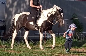 Luxusní PAINT Horse plemeník, DOUBLE HOMOZYGOT