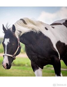 Luxusní PAINT Horse plemeník, DOUBLE HOMOZYGOT
