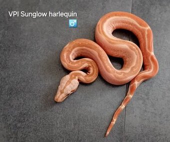 Hroznýš královský (boa constrictor) - 1