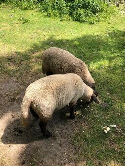 Jehňata Suffolk