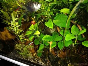 Akvarijni rostlinky