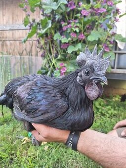 1.0 ayam cemani