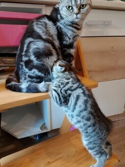 Whiskas koťátka