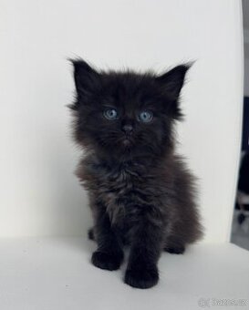 Mainská mývalí - 1