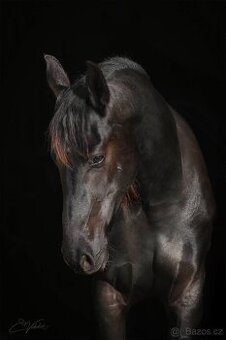 klisna Barock pinto, 5 let