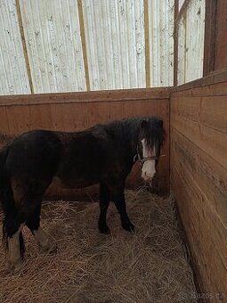Welsh pony hřebeček