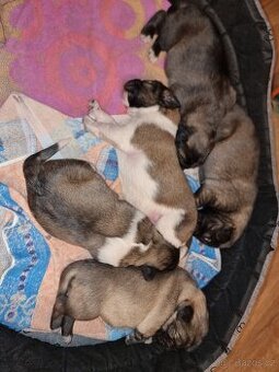 Kavkazský pastevecký pes