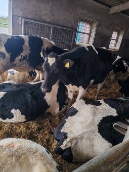 Březí jalovice Holštýn