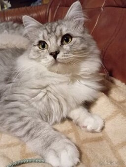 Skotská klapouchá, kotě, kocourek straight- normální ouška..