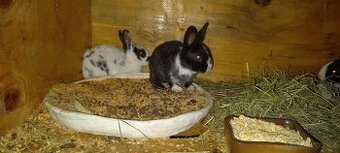 Zakrslý králíček druh Rex krátkosrstý