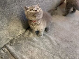 Britská modrá kotátka