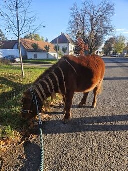 Docházka k poníkům