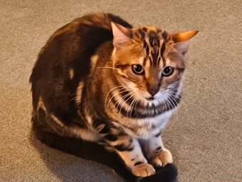 Bengálská kočka - 1
