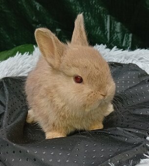 Zakrslí králíčci