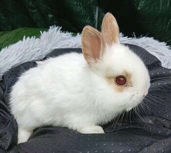 Zakrslí králíčci