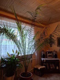 Prodám vzrostlou palmu