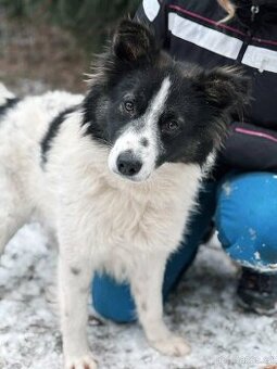 TOBIAS - 20 kg, kastrovaný psík 2 roky
