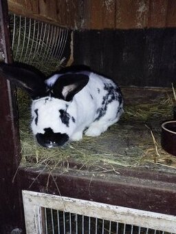 Německé obrovité - 1