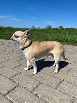 Čivava s PP ke krytí