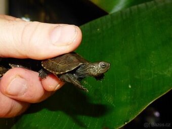 Želva trojkýlná (Mauremys reevesii)